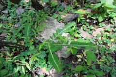 Phyllanthus urinaria